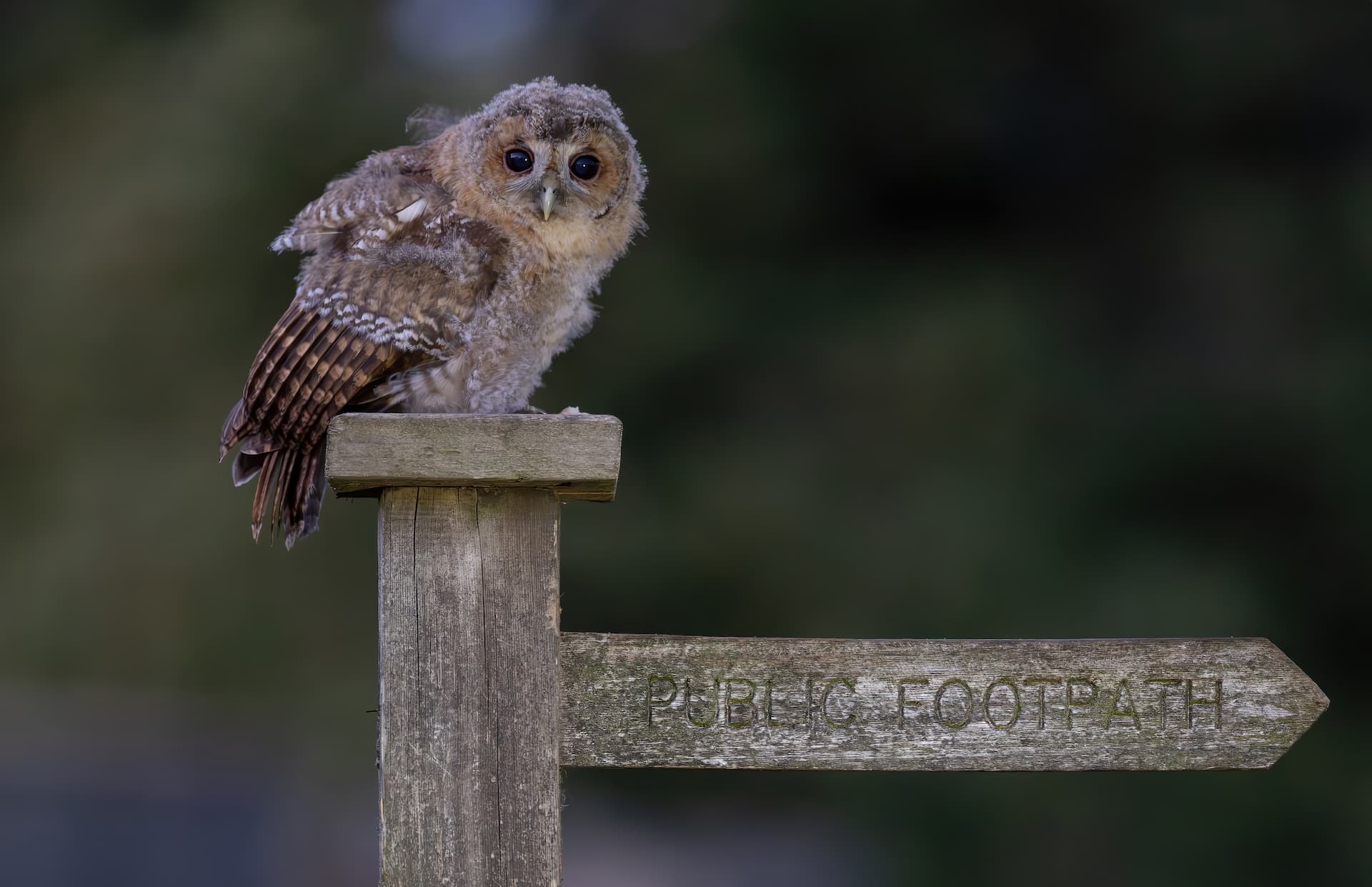 Owl in Yorkshire countryside