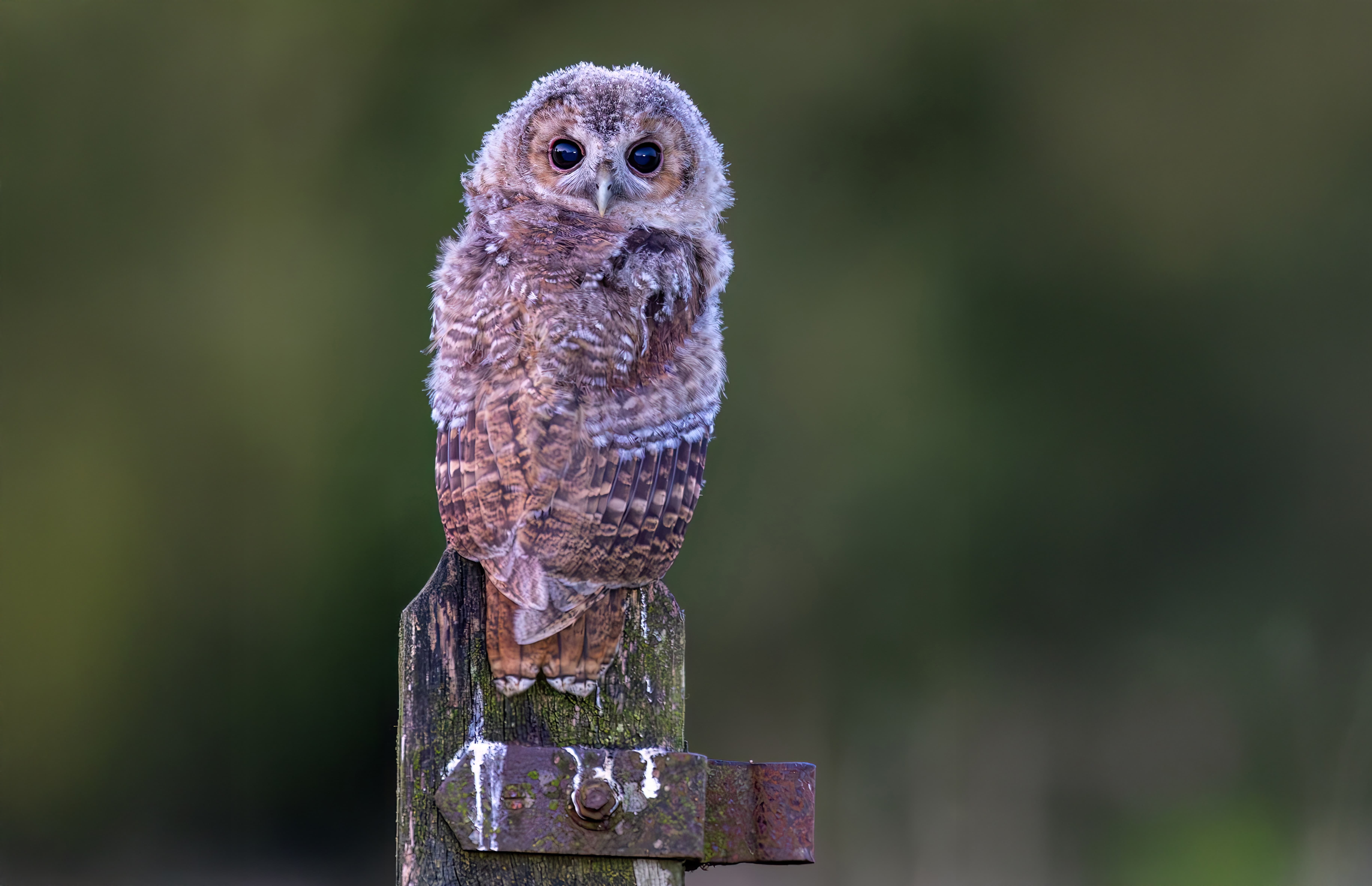 Owl in Yorkshire countryside