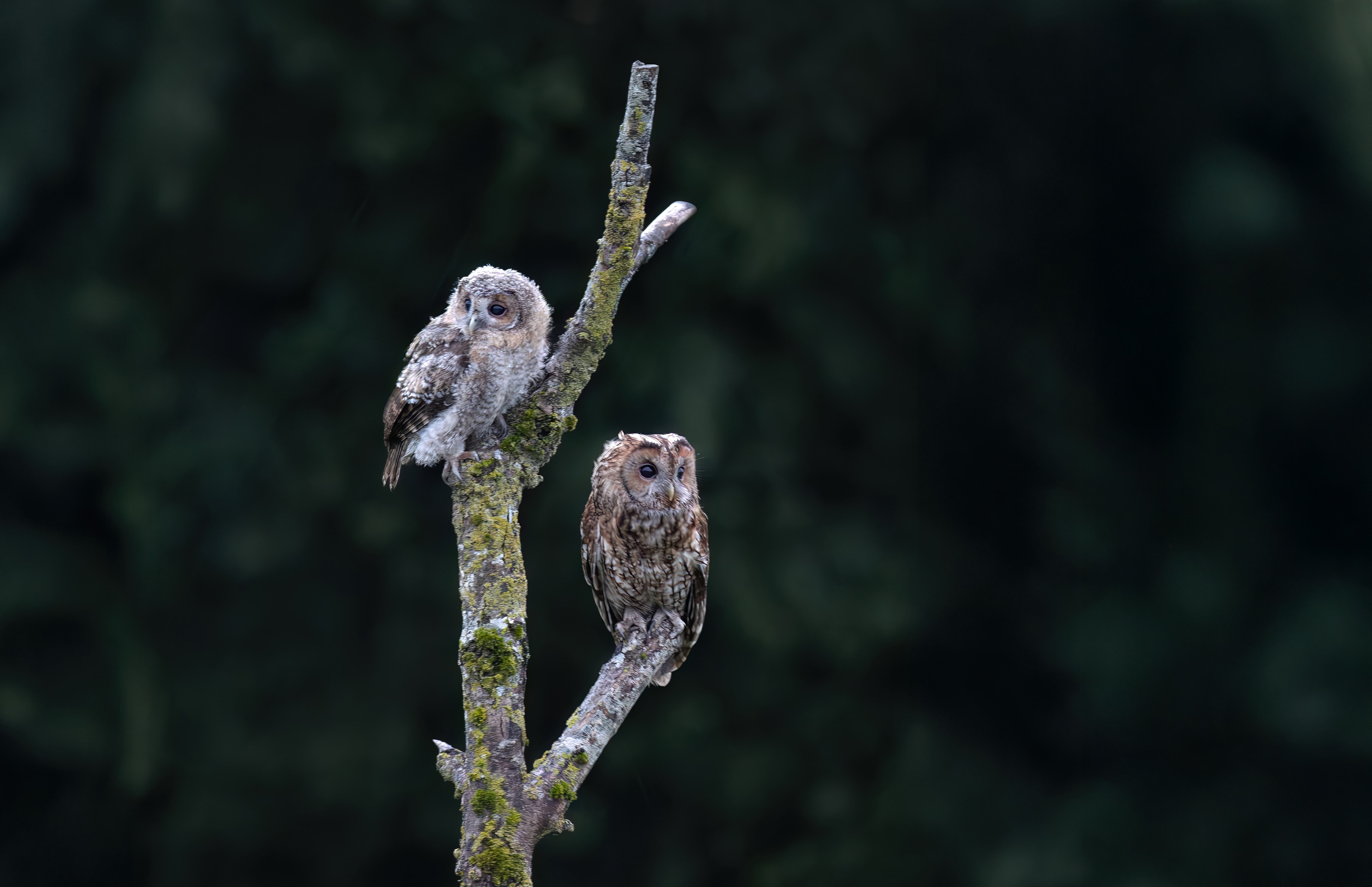 Owl in Yorkshire countryside