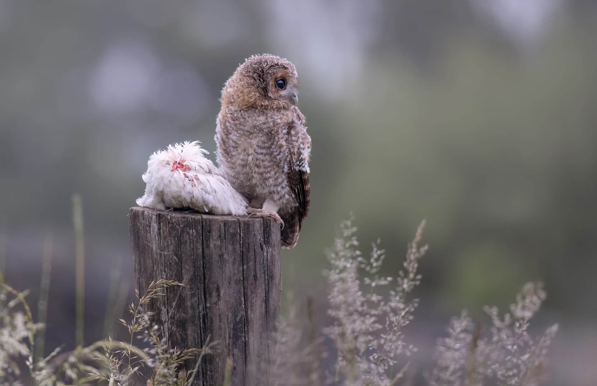 Barn owl in natural habitat