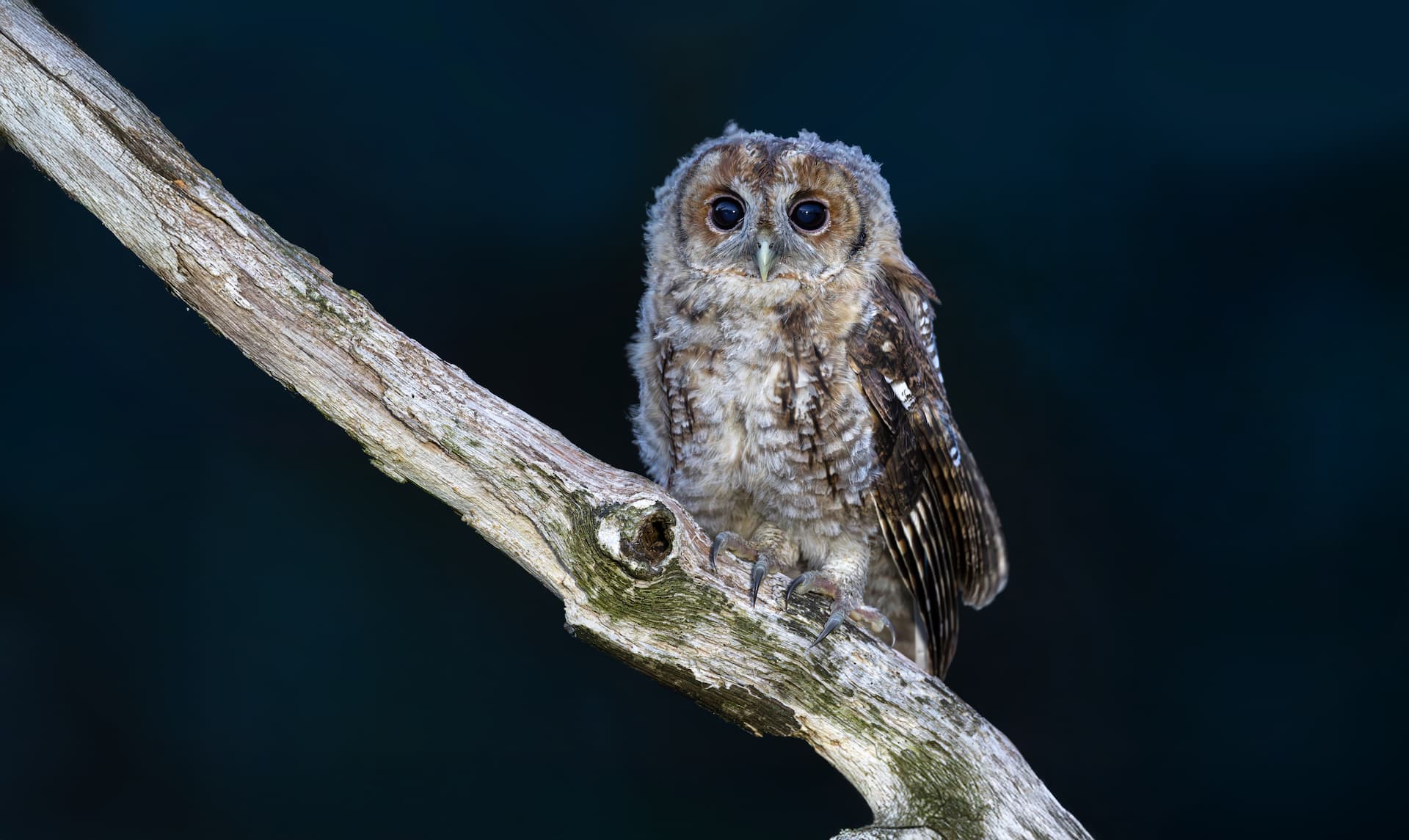 Owl in Yorkshire countryside