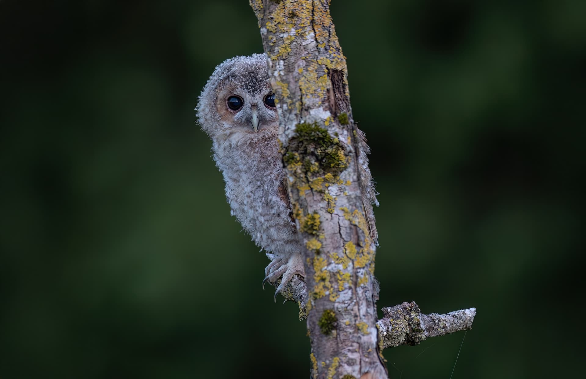 Owl in Yorkshire countryside