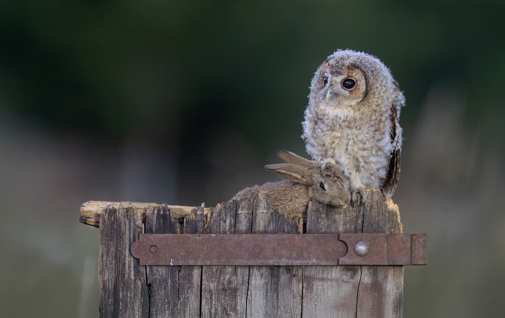 Tawny Owl